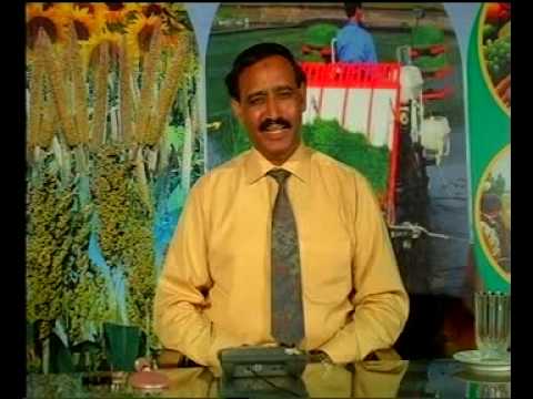 how to fertilize cotton