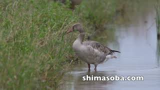 今季3個体目のアカツクシガモ、長逗留のハイイロガン、夏羽のメダイチドリ(動画あり)