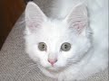 White Cats and Kittens