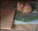 Gatti vs le chiavi - divertente