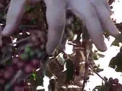 how to harvest coffee beans at home