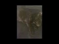 Emma french bulldog francese listening Marvin Gaye!