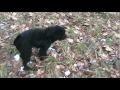 Funny (Puli)