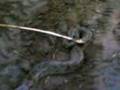 tezpur university python