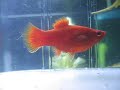 Aquarium Domi : naissance platy