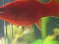 Aquarium Domi : naissance platy