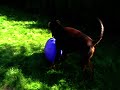Dobermann mit L�wenball
