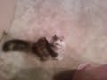 Cr4zY.mouse VS Cr4zY.CaT Cr4zY.mouse VS Cr4zY.CaT