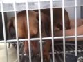 Katrina Pets 1 Year Later - St Bernard Parish Shelter