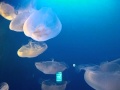 ヒーリング 癒されて下さい ~新江ノ島水族館から~