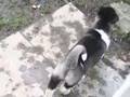 Akita Inu video