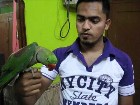 how to train indian parrot