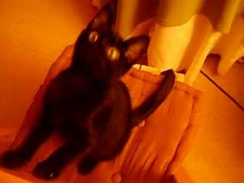 Gato Caruso
