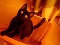 Gato Caruso Gato Caruso
