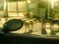 Taranto - Leggenda del canis lupus familiaris in fuga