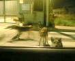 Taranto - Leggenda del canis lupus familiaris in fuga
