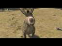 film shrek Jotihunt Don Bosco Beneden Leeuwen