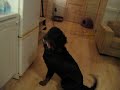 Ajax er besatt