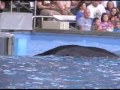 Orca Remix Orca Remix