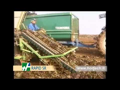 how to harvest escarole