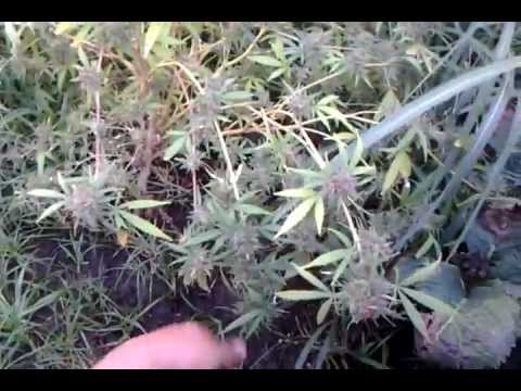 how to tell when og kush is ready to harvest
