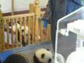 Baby panda gets naughty