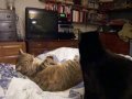 3CoolKats Episode 16, Surprise:)