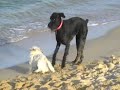 Mimi and Maxi Rockin' the Beach of Pampelonne