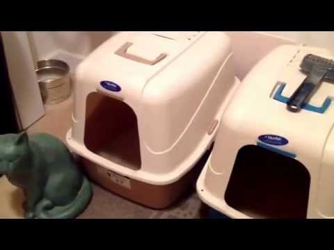 how to control odor from litter box