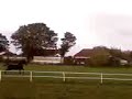 gallopin mills in field lol ..x