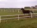 gallopin mills in field lol ..x