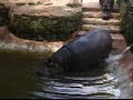 Zool�gico de S�o Paulo: Hipopotamus