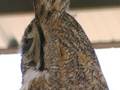 Birds of Prey