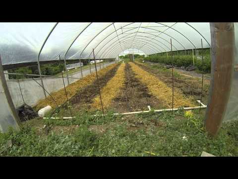 how to grow ozark strawberries
