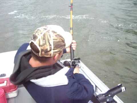 Columbia River Sturgeon Jump