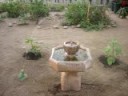 Fountain and Frog
