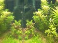 aquarium plant photosynthesis
