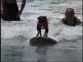 Surf Dog