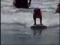 Surf Dog