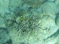 snorkelling in the Red Sea (4)