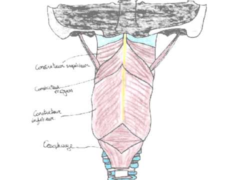 voies - Identifier les structures suivantes de la cavité nasale : cornets inférieur, moyen et supérieur, septum, muqueuse, choanes, méats inférieur, moyen et supérie...