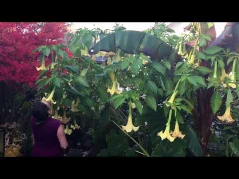 how to fertilize brugmansia