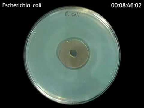 how to isolate escherichia coli