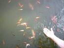 Fishy biznes Fishy biznes