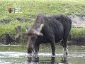 Yellowstone