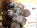 bulldogue frânces