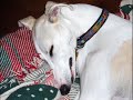 Sleeping Whippets Sleeping Whippets