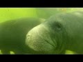 Alec Baldwin PSA for Save the Manatee Club - YouTube