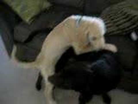 Labradoodle Puppy humping Chocolate Lab