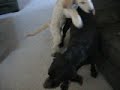 Keywords: Animal, Chocolate, Dog, Funny, Hump, Humping, Lab, Labradoodle, Puppy, Sick